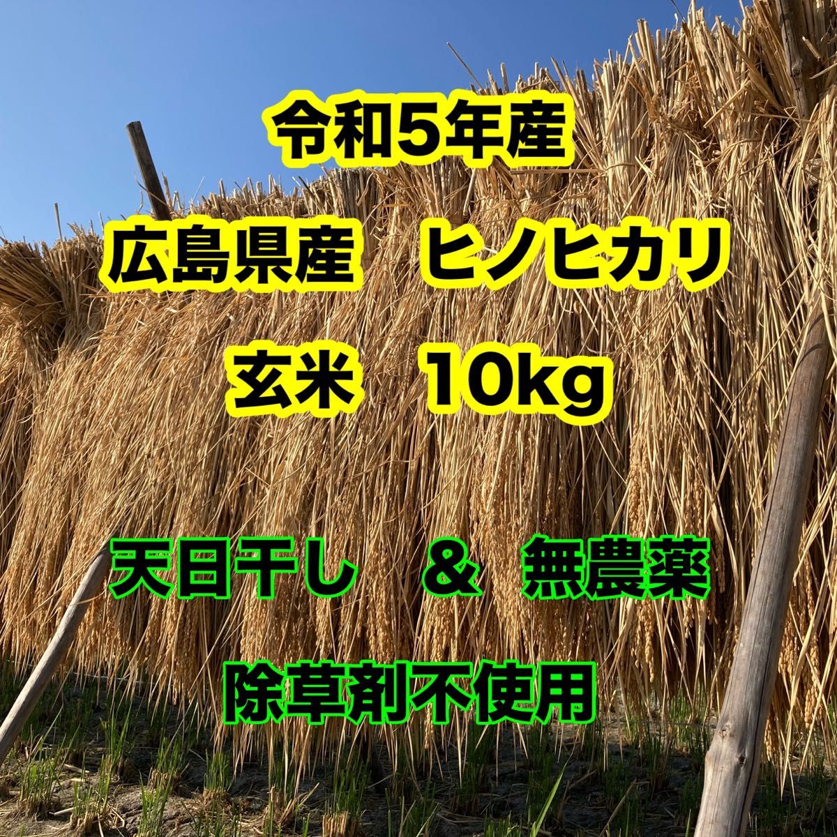 玄米10kg 無農薬　天日干し