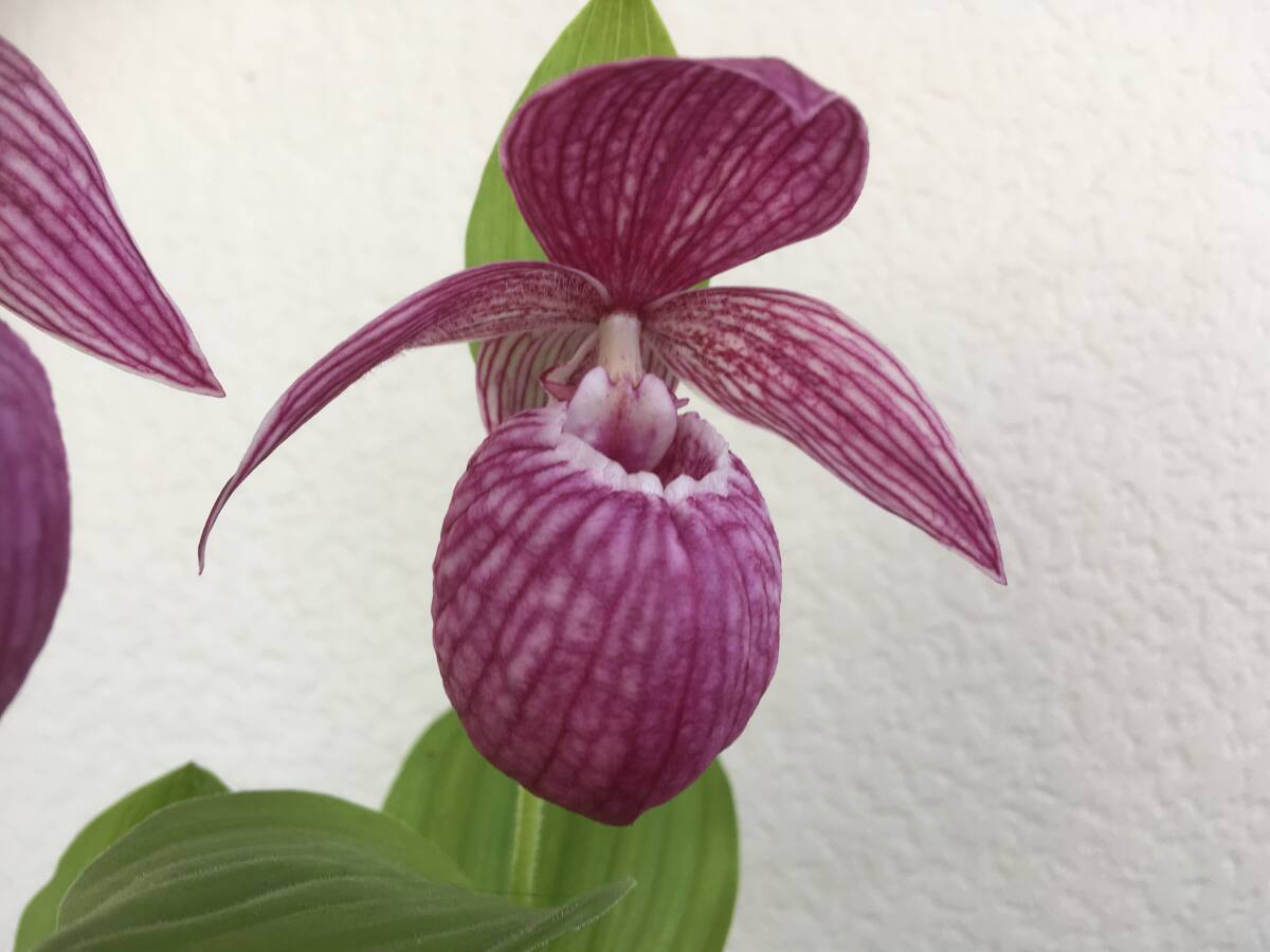  иностранного производства . распределение atsumoli saw Cypripedium macranthus x franchettii орхидея . распределение Ran тапочки -o- Kid 