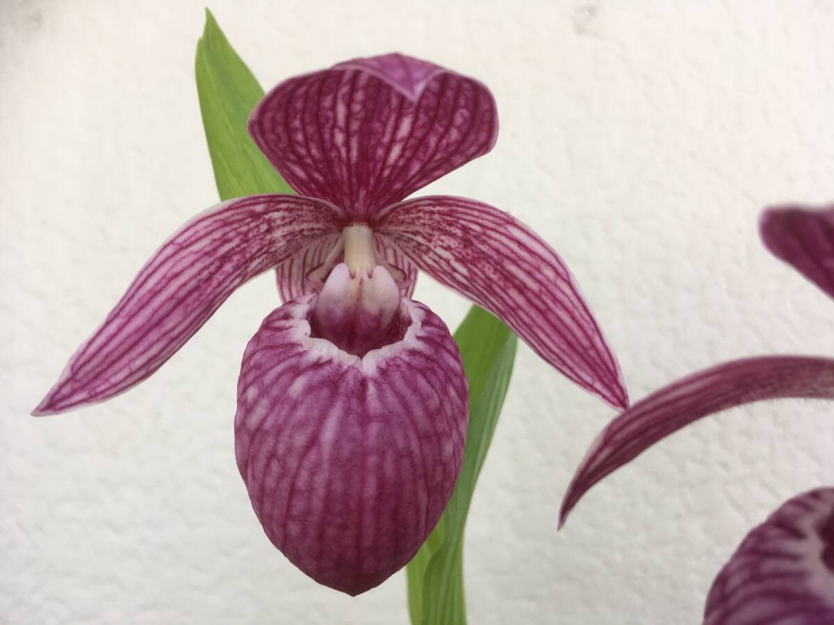  иностранного производства . распределение atsumoli saw Cypripedium macranthus x franchettii орхидея . распределение Ran тапочки -o- Kid 