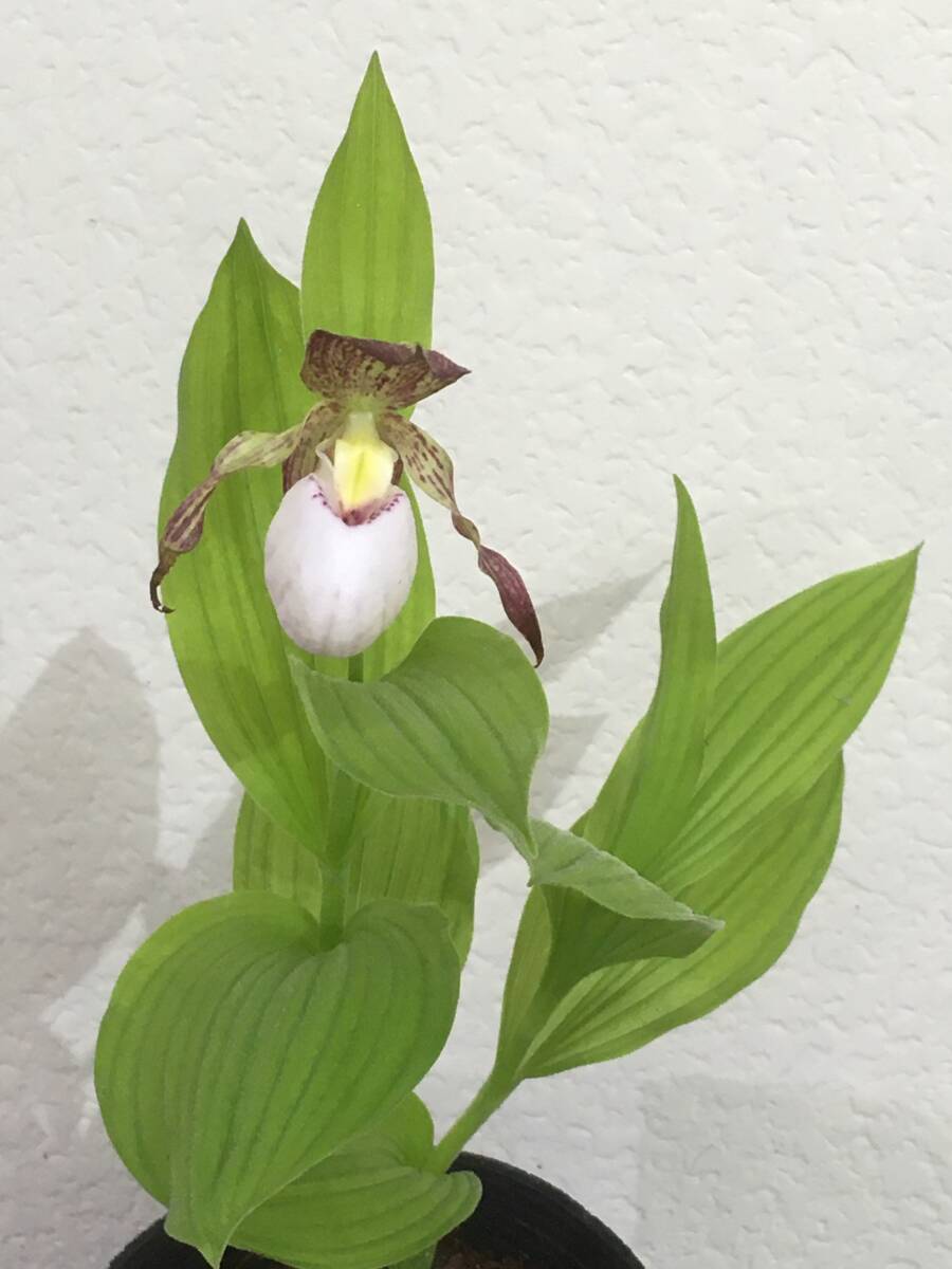 外国産交配アツモリソウ　Cypripedium tibeticum x kentuckiense？？　白系　蘭　交配ラン　スリッパーオーキッド　_花の先に風のスレが少しあり