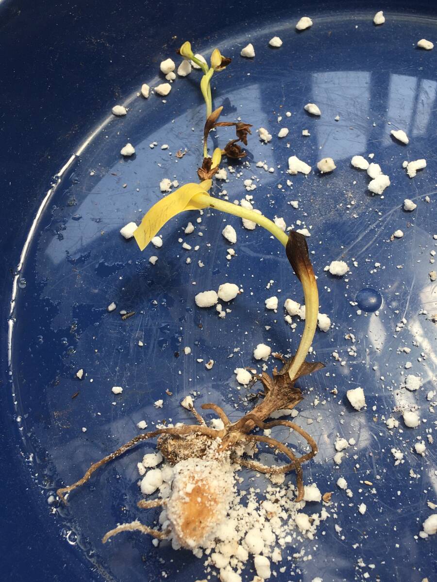 オフリス　ルテア　No３　もしくは　”Ophrys phryganae”？（ルテアの亜種）蘭　野生ラン　_参考：堀上時に新球はパーライトが付着