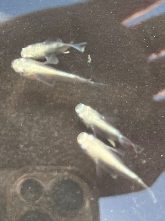 【現物出品】【あおいめだか】めだか 幹之ダルマ 2ペア 若魚_画像4