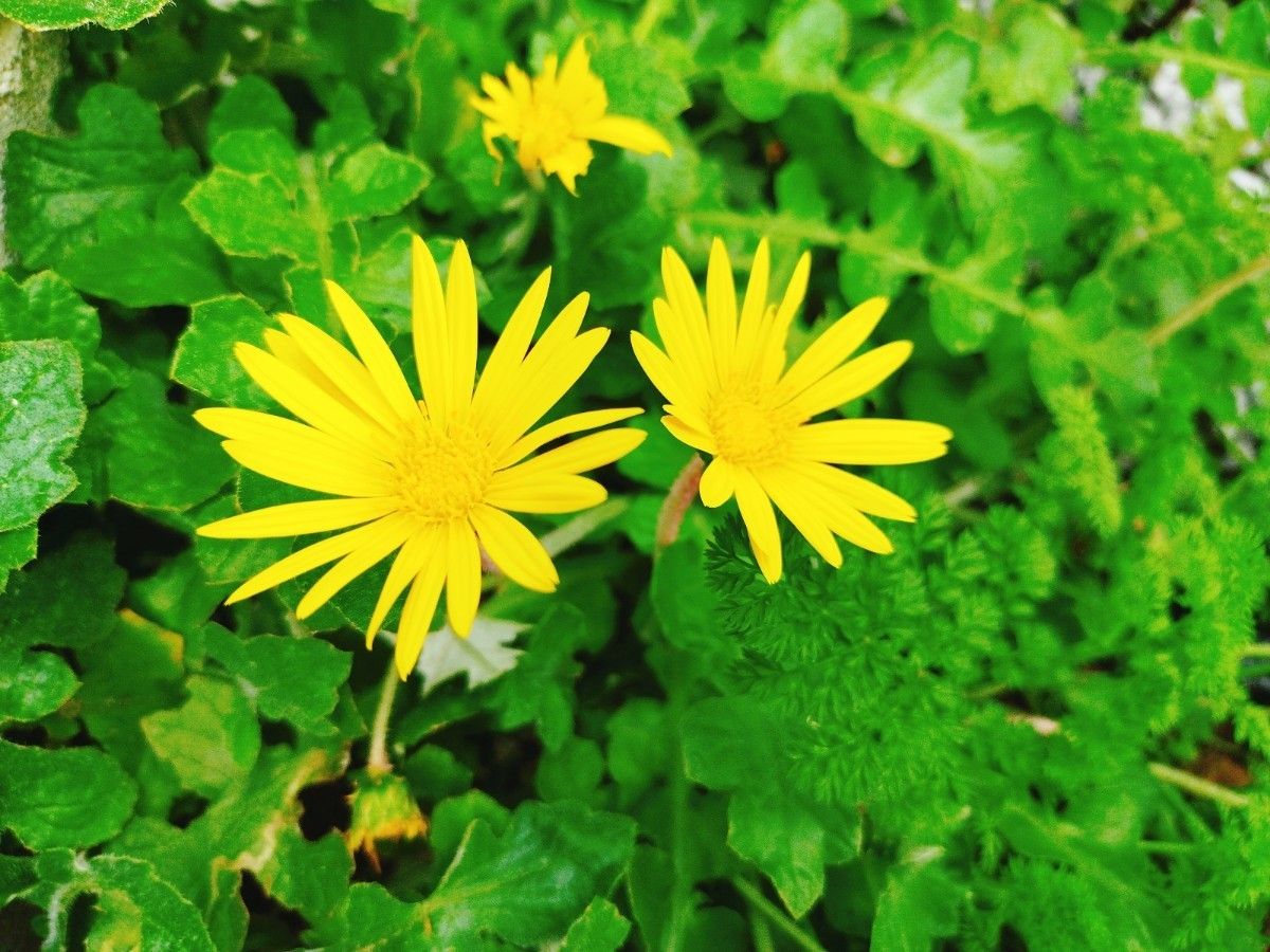 黄色い花　花　苗　花苗　たんぽぽ　タンポポ　宿根草　多年草　花　花苗　苗　ガーデニング　グランドカバー　イングリッシュガーデン