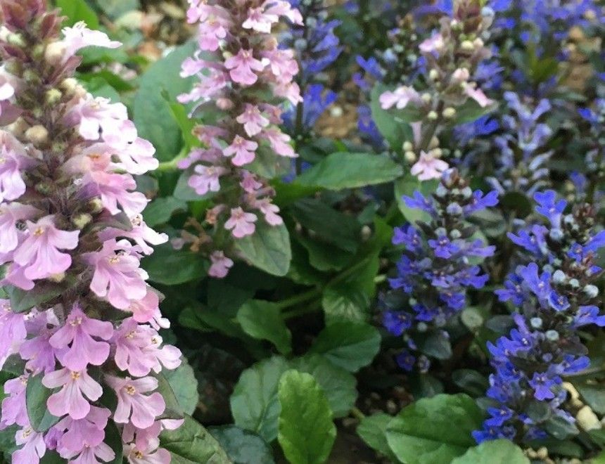 アジュガ　紫　グランドカバー　下草　ガーデニング　花壇　寄せ植え　プランター　鉢植え　宿根草　多年草　イングリッシュガーデン　