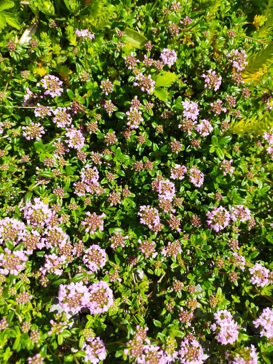 クリーピングタイム　宿根草　多年草　ハーブ　エディブルフラワー　花　苗　花苗　ピンク　グランドカバー　下草　除草　蚊除け　虫除け