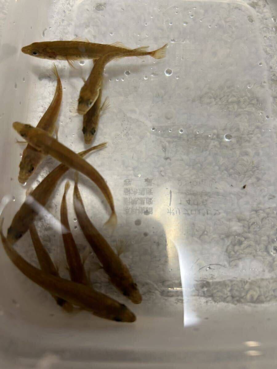 北海道産　トミヨ　20匹　中〜大サイズ　4cm〜5cm トゲウオ　餌　餌用　観賞魚　川魚　小魚　魚類_画像1