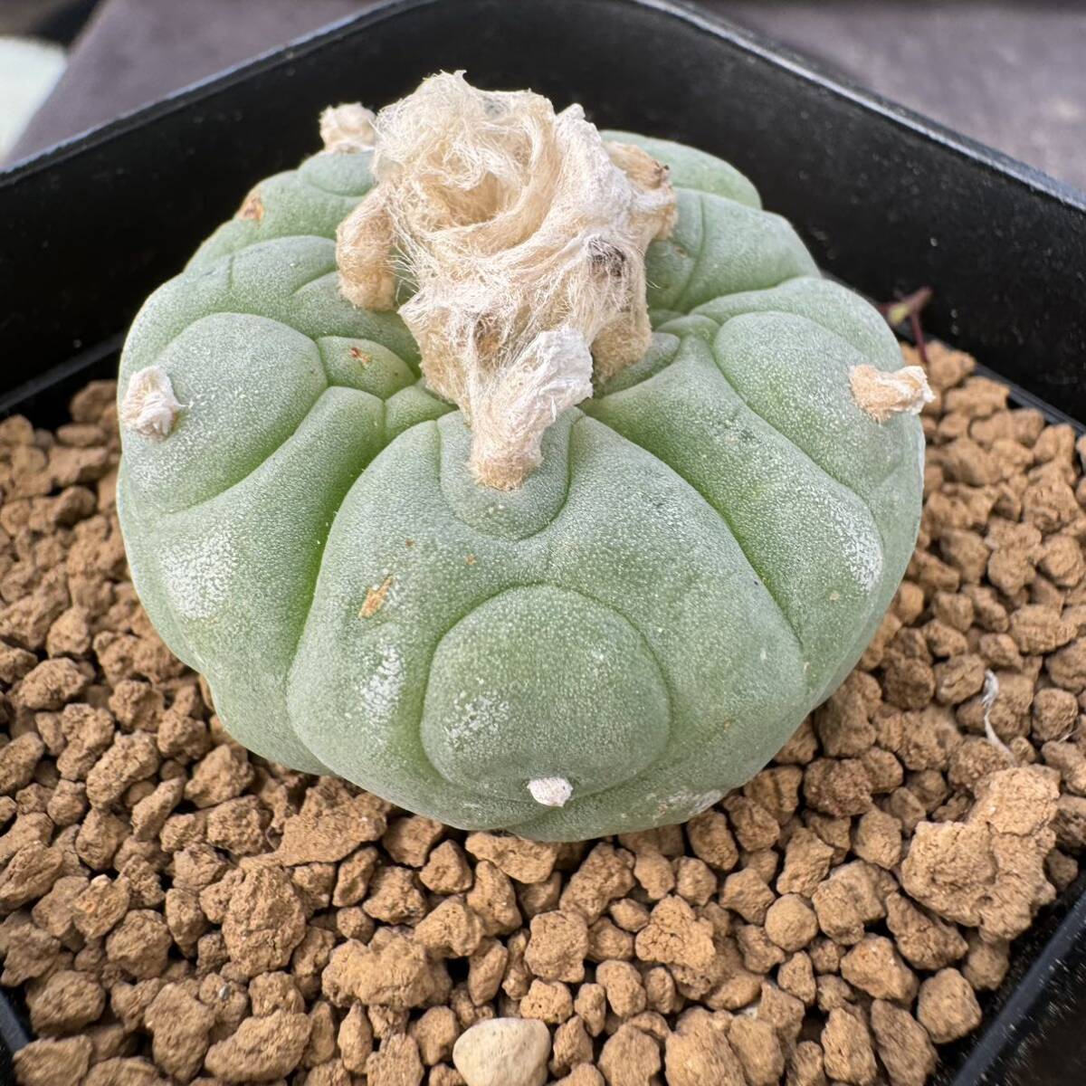 ★サボテン・多肉植物★880★ロホホラ　疣銀冠玉　カキ仔　Lophophora　fricii cv.　★_画像4