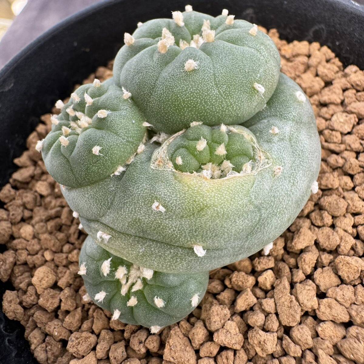 ★サボテン・多肉植物★865★ロホホラ　銀冠玉モンストローサ　実生　Lophophora　fricii　monst.　★seedlings_画像4