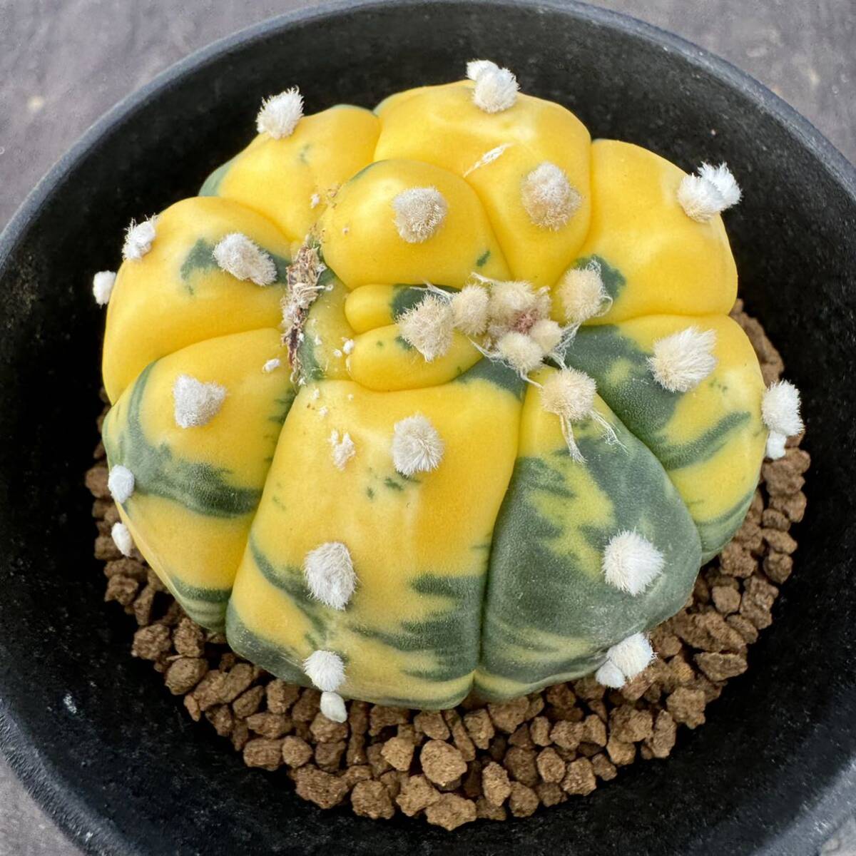 ★サボテン・多肉植物★816★アストロフィルム　瑠璃兜錦　実生　Astrophytum　asterias　nuda.varieg.　★seedlings_画像1