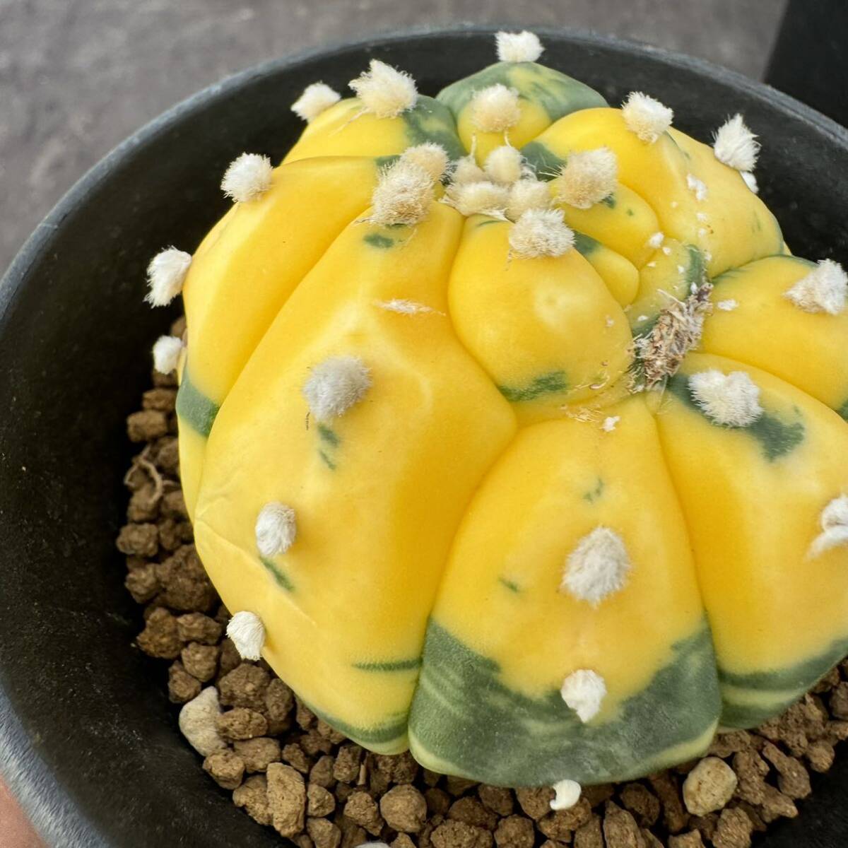 ★サボテン・多肉植物★816★アストロフィルム　瑠璃兜錦　実生　Astrophytum　asterias　nuda.varieg.　★seedlings_画像5