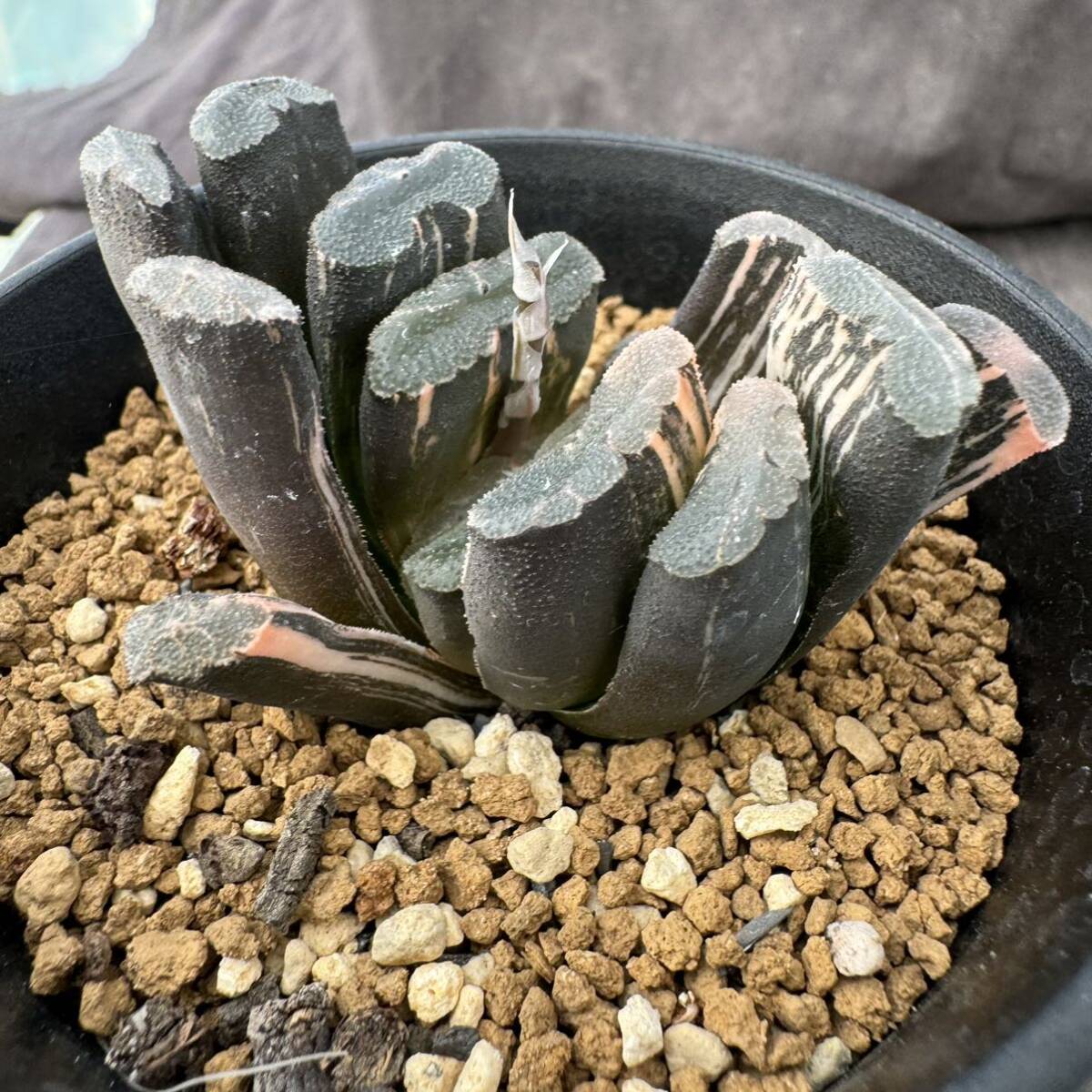 ★サボテン・多肉植物★813★ハオルシア　玉扇錦　Haworthia truncata varieg.　★ハオルチア_画像2