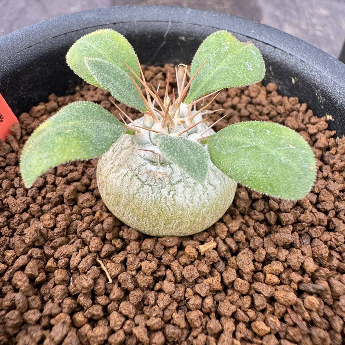 ★サボテン・多肉植物★855★パキポディウム　光堂　実生　Pachypodium namaquanum★コーデックス　seedlings_画像3