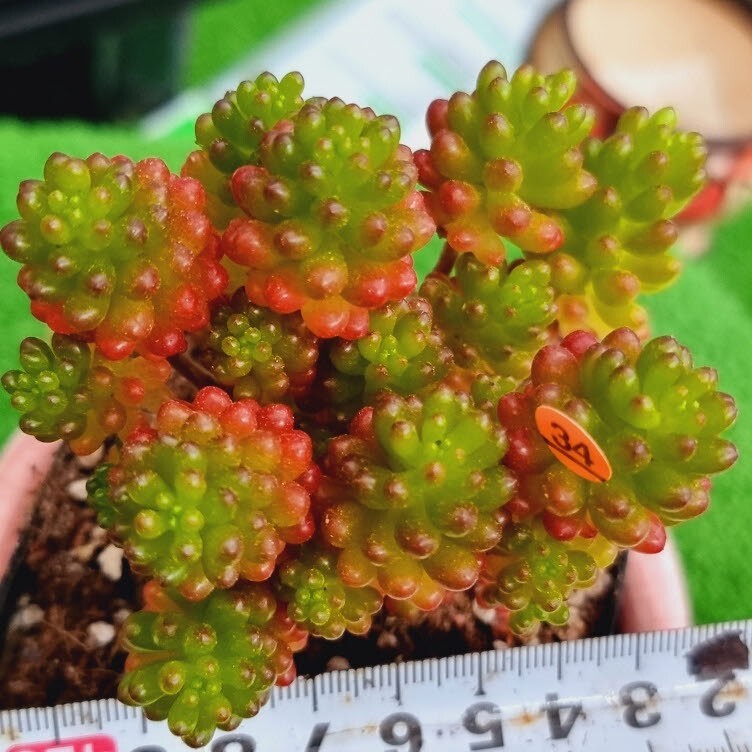 0517発送‐O434 アウロラ Sedum 多肉植物 韓国苗_画像1