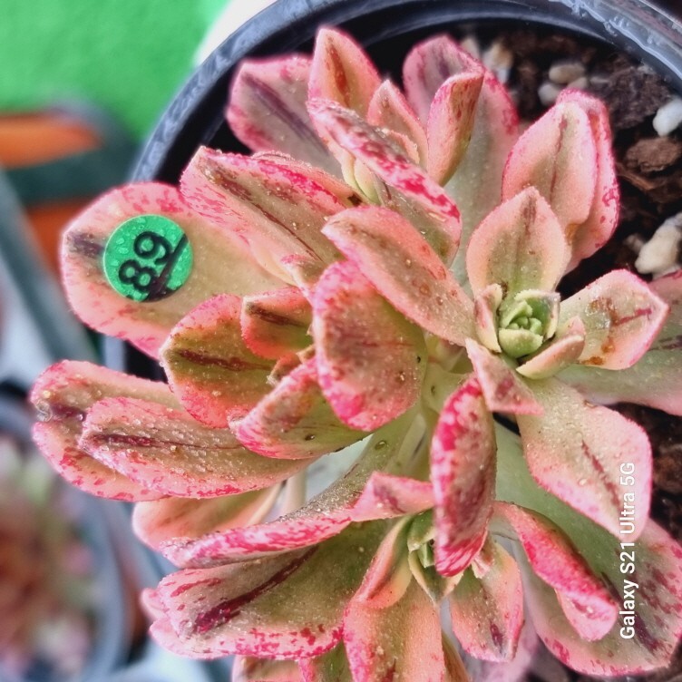 0524発送-G189 黒砂 Aeonium 多肉植物 韓国苗_画像2