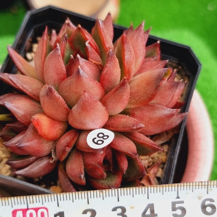 0502-W289 Red エケベリア 多肉植物 韓国苗の画像1