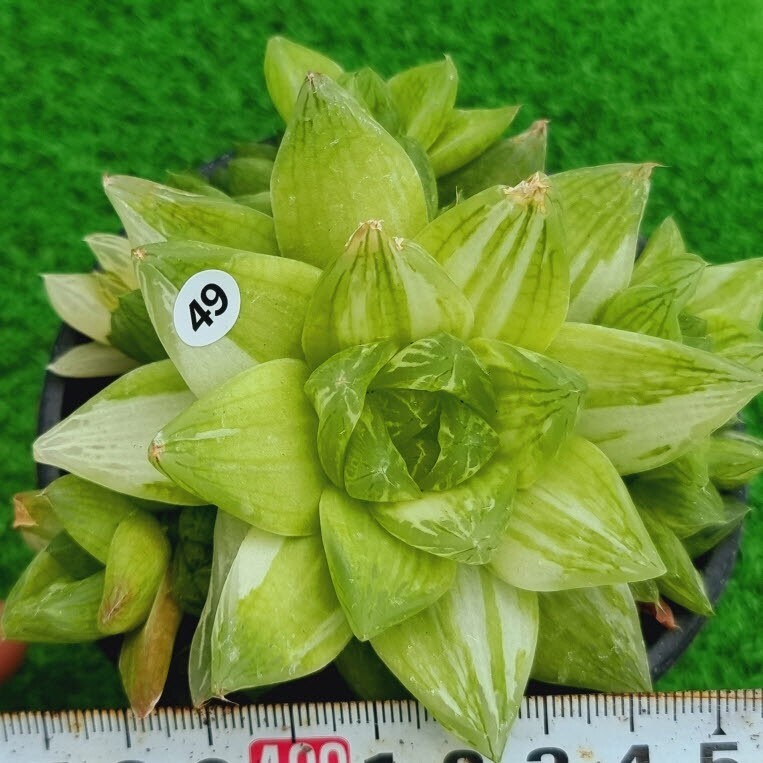 0517発送-W349 Cuspidata(錦) Haworthia 多肉植物 韓国苗_画像1