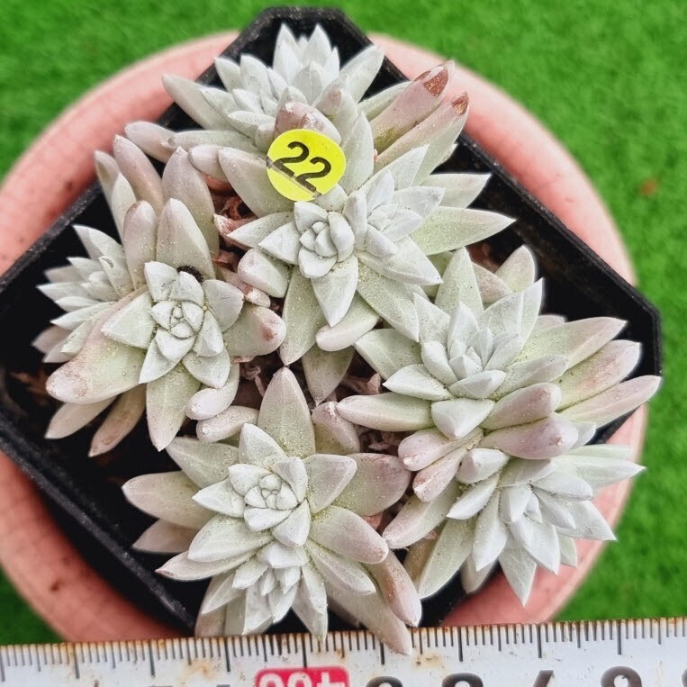 0517発送-Y522 ホワイトグリニ Dudleya 多肉植物 韓国苗_画像1