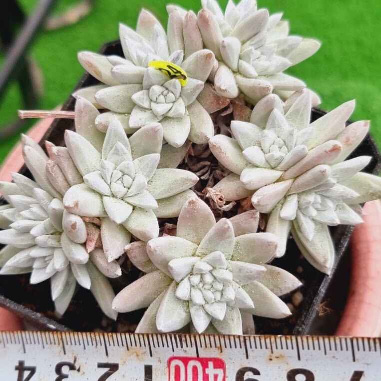 0517発送-Y524 ホワイトグリニ Dudleya 多肉植物 韓国苗_画像1