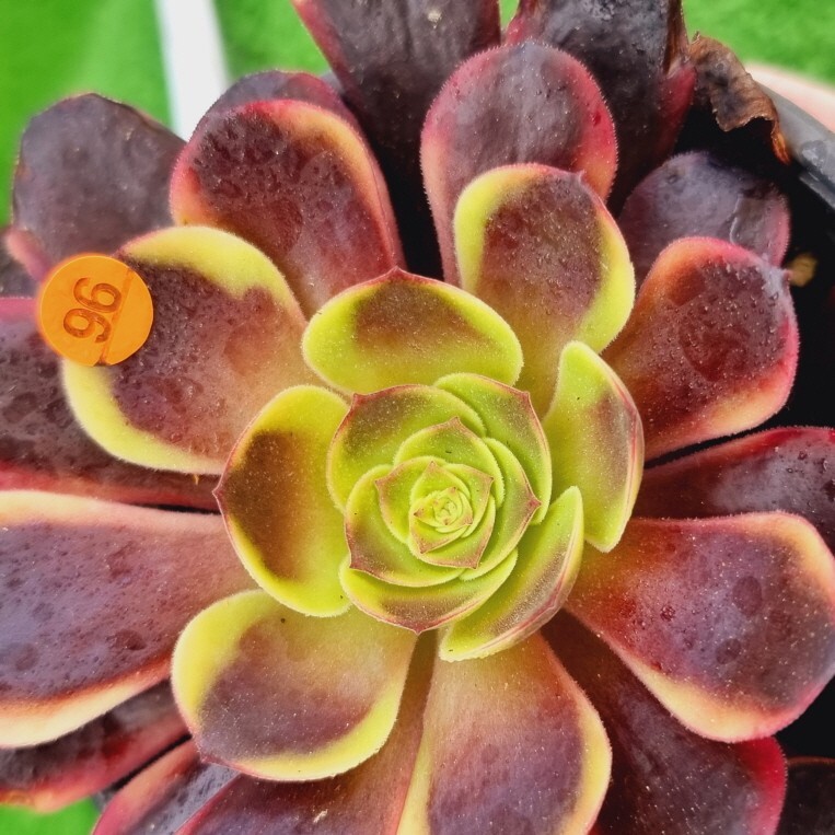 0524発送-O296 チョコエオニオム(錦) Aeonium 多肉植物 韓国苗_画像2