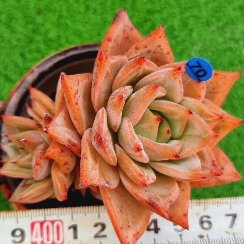 0517発送-B070 Red Dragon エケベリア 多肉植物 韓国苗の画像1