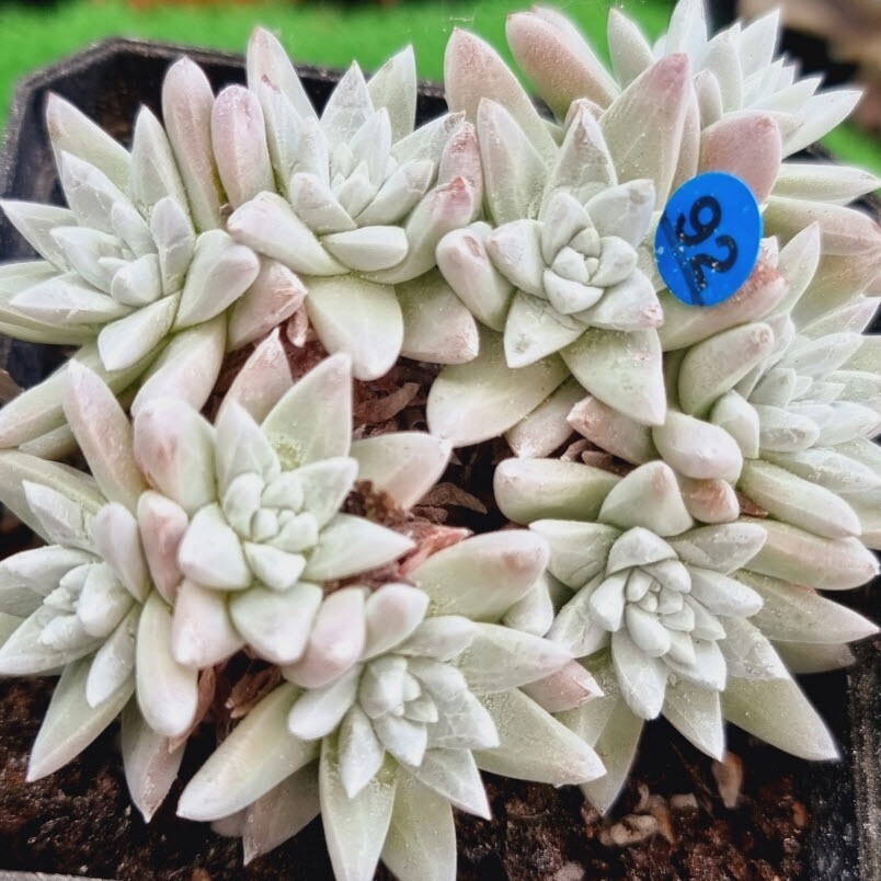 0517発送-B092 ホワイトグリニ Dudleya 多肉植物 韓国苗_画像2