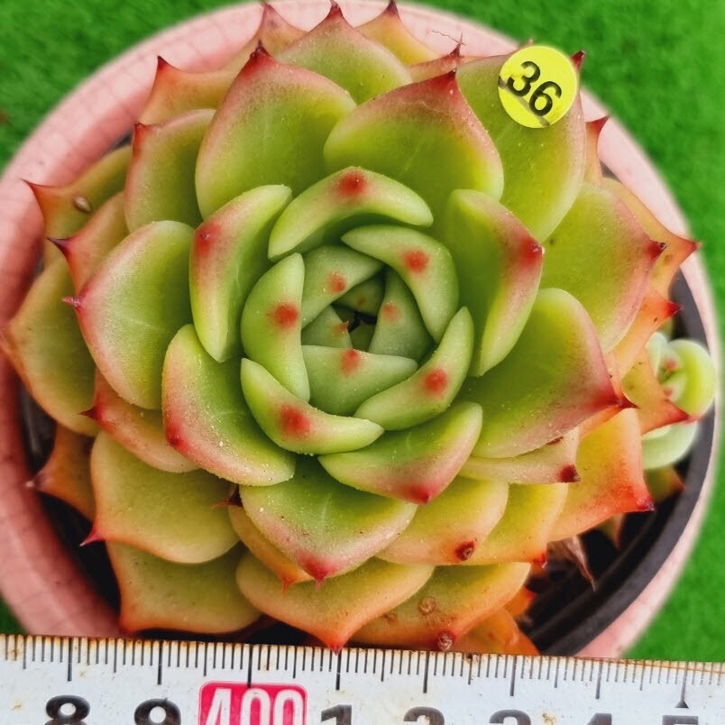 0517発送-Y536 エクシタジョ エケベリア 多肉植物 韓国苗_画像1