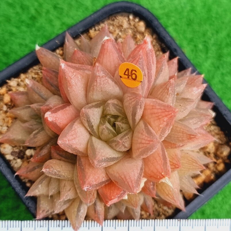 0517発送‐O446 テントラ Haworthia 多肉植物 韓国苗_画像1