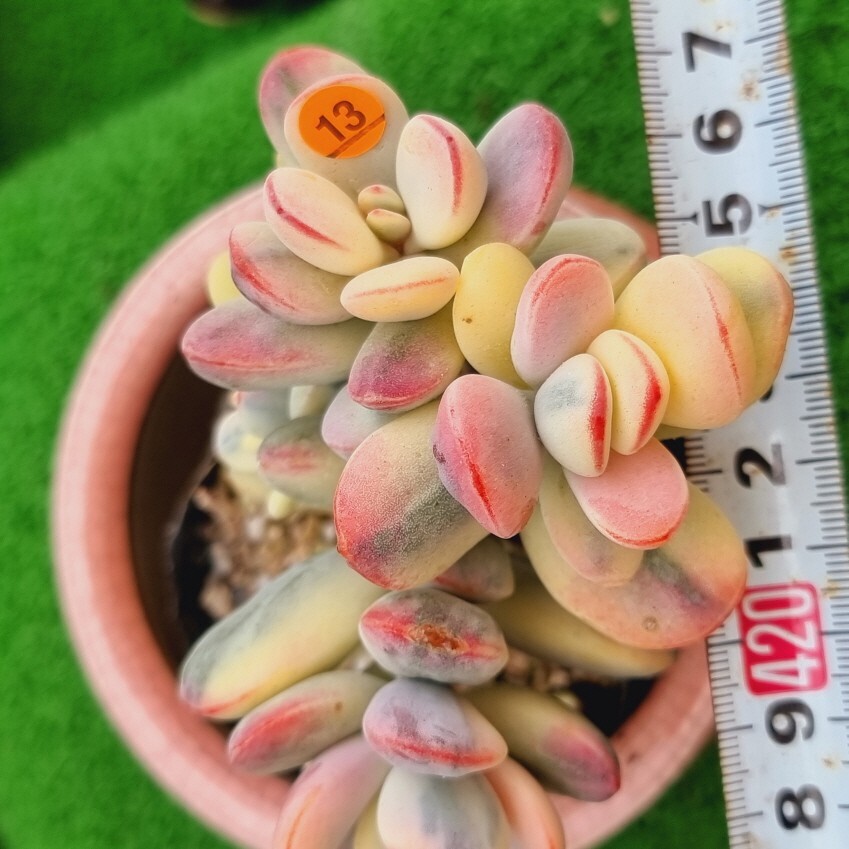 0507-O213 嫁入り娘(錦) Cotyledon 多肉植物 韓国苗の画像1