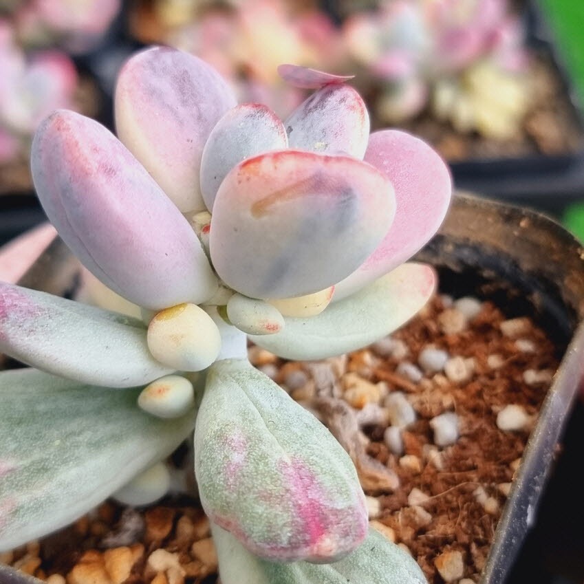 0517発送-R294 嫁入り娘(錦) Cotyledon 多肉植物 韓国苗_画像2