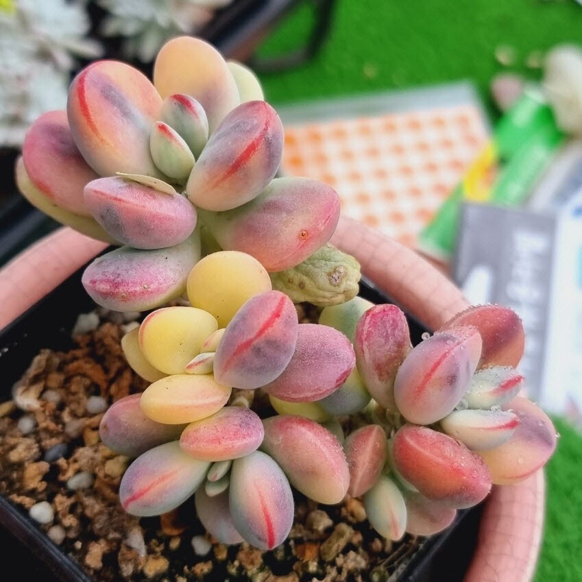 0517発送-Y506 嫁入り娘(錦) Cotyledon 多肉植物 韓国苗_画像2