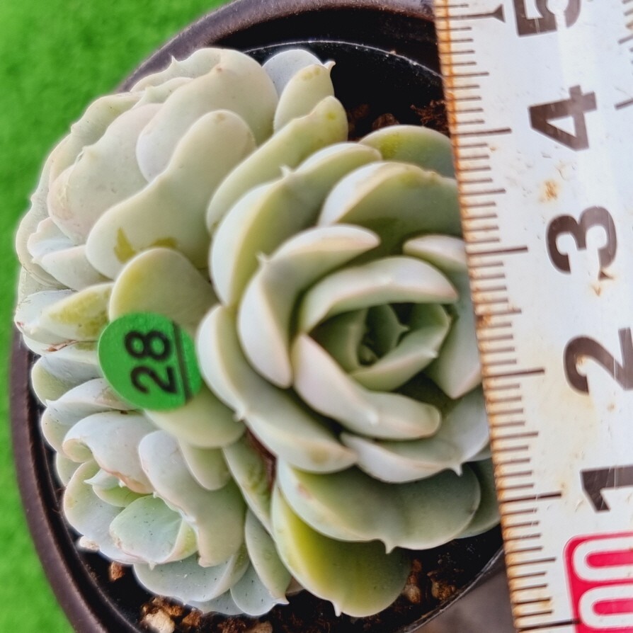 0506-G128 蜃氣楼 エケベリア 多肉植物 韓国苗の画像1