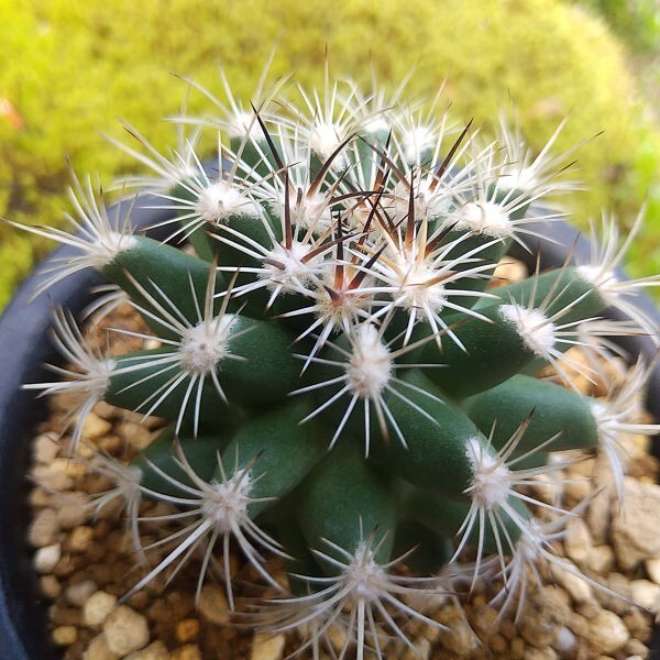 Sclerocactus 天狼 カキコ接ぎ サボテン 多肉植物_画像1