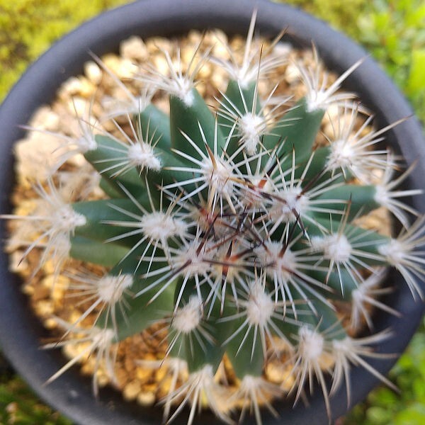 Sclerocactus 天狼 カキコ接ぎ サボテン 多肉植物_画像5