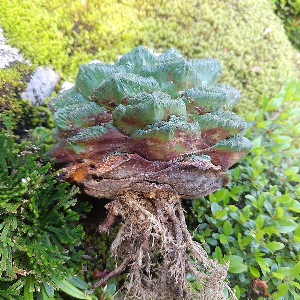 亀甲牡丹　実生　抜苗　サボテン 多肉植物_画像7