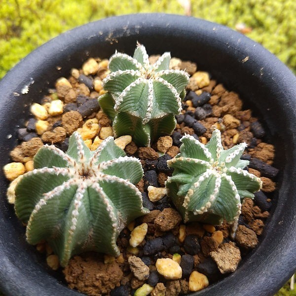 ヒントニー　3本　カキコ自根　サボテン 多肉植物_画像1