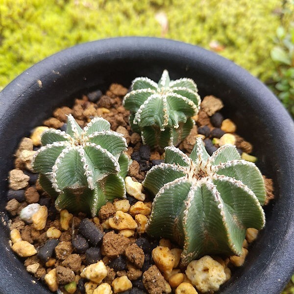 ヒントニー　3本　カキコ自根　サボテン 多肉植物_画像2