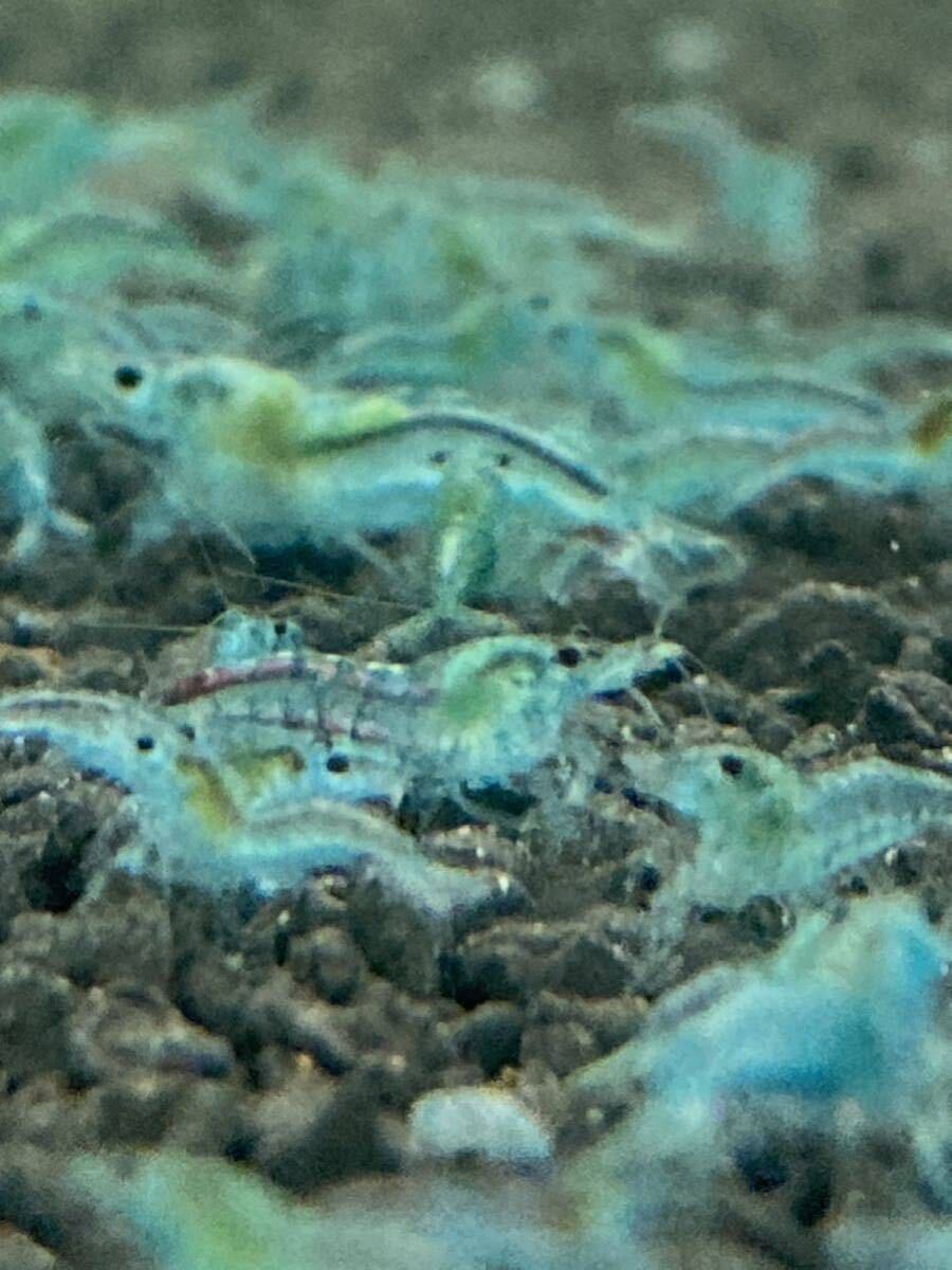[20 pcs ] bell bed blue Cherry shrimp Random Cherry shrimp freshwater prawn 