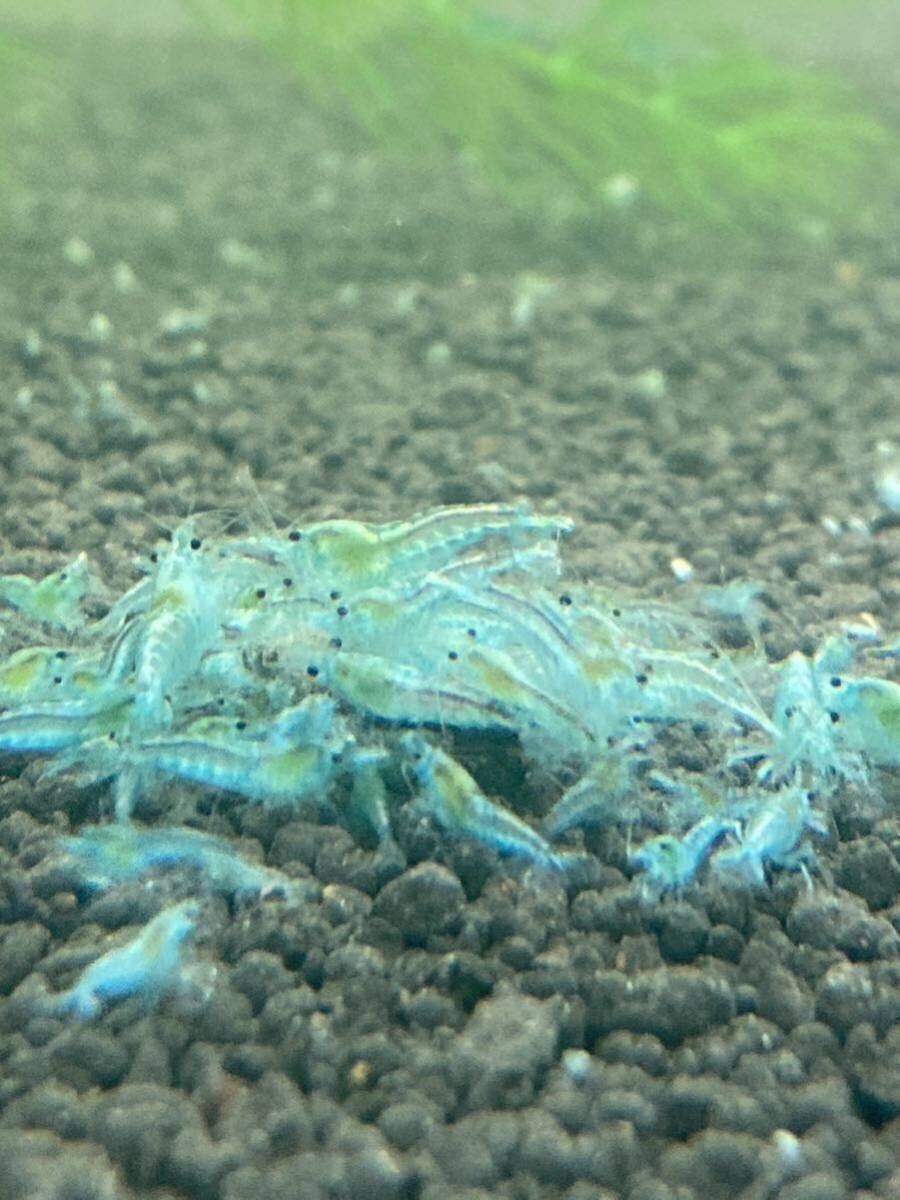 [20 pcs ] bell bed blue Cherry shrimp Random Cherry shrimp freshwater prawn 