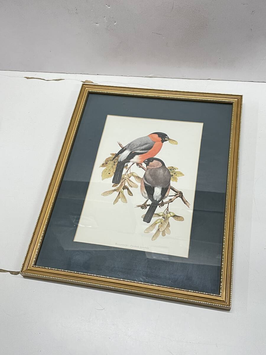 * collector worth seeing Britain made bird art frame picture frame objet d'art interior decoration Vintage retro collection M157
