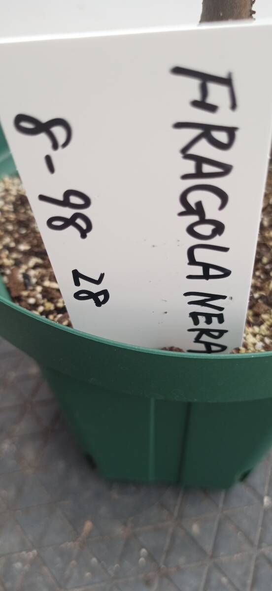 イチジク苗木「 FRAGOLA NERA （ BLACK STRAWBERRY）  」8-98    2023/12月～１月増殖・3/15より順次鉢上げ株の画像10