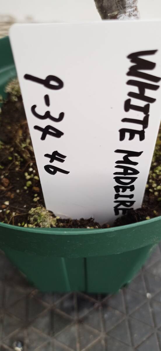 イチジク苗木「　White Madeira　　」　9-34　　　2023/12月～１月増殖・3/15より順次鉢上げ株_画像8