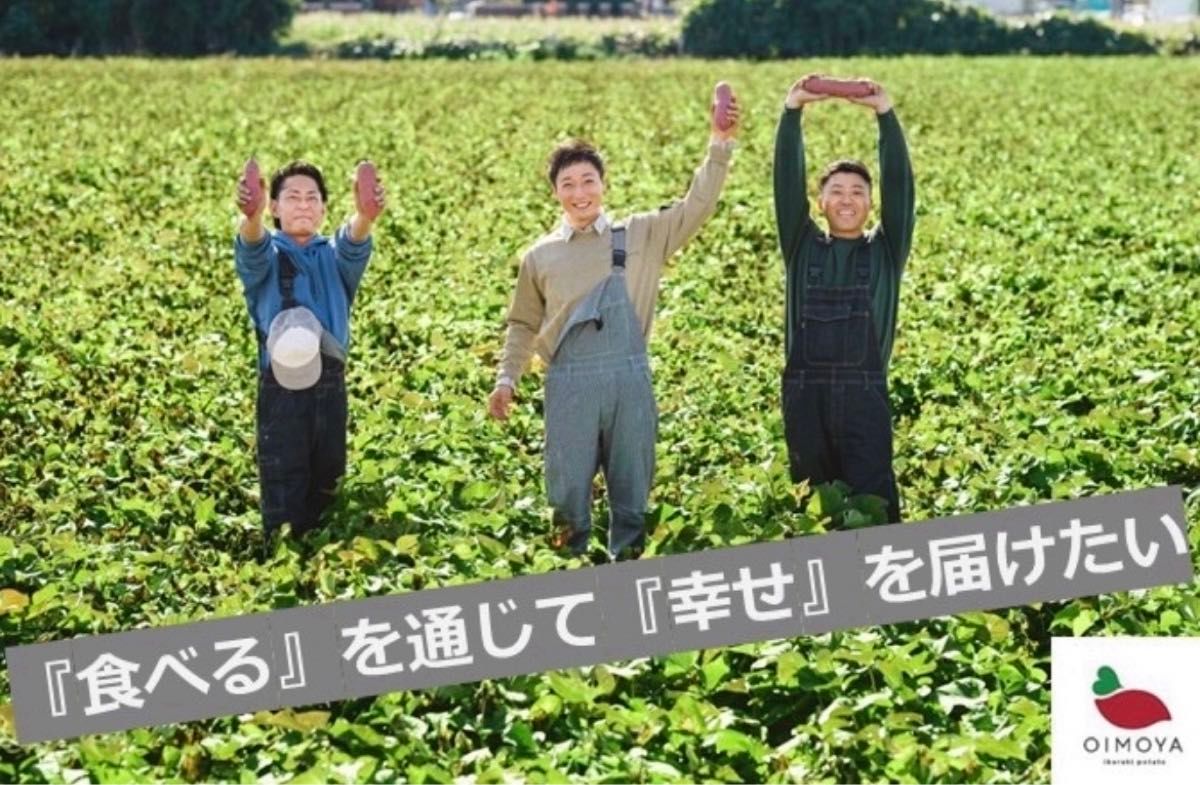 【即日発送対応可！】紅はるか苗☆ウイルスフリー 50本