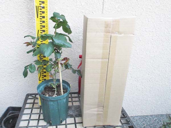 バラ苗 切花品種 和バラ たまき 接木苗 5号ロングスリットの画像6