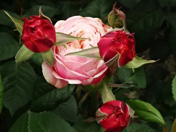 バラ苗 切花品種 和バラ たまき 接木苗 5号ロングスリットの画像2