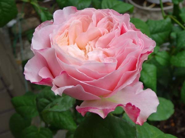 バラ苗 切花品種 和バラ たまき 接木苗 5号ロングスリットの画像3