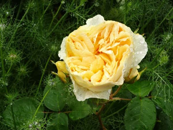 バラ苗 切花品種 和バラ りくほたる 蕾あり 接木苗 5号ロングスリットの画像2