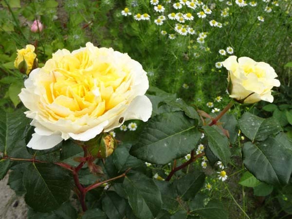 роза рассада срезанный цветок товар вид DA rose Mill la чуть более . крем желтый контактный дерево новый рассада 