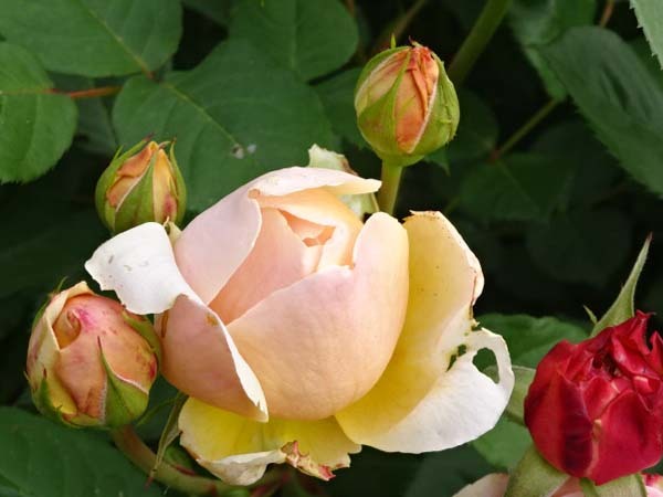  роза рассада срезанный цветок товар вид DA rose абрикос розовый контактный дерево новый рассада 