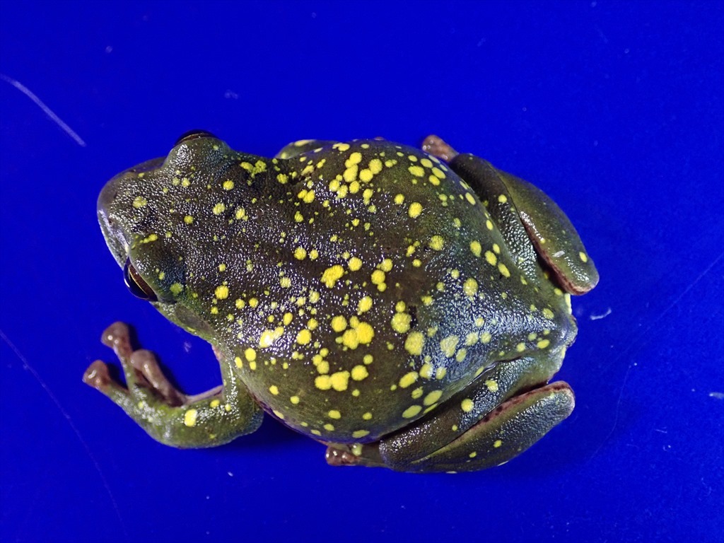 /Vl** yellow .. many * production egg front! Schlegel's green tree frog * length 52mm