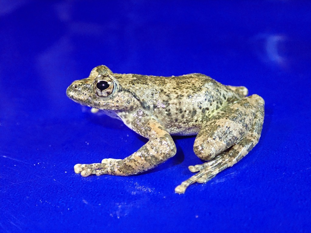 /Vl** 繁殖直前 カジカガエル 体長♂46mm♀70mm_画像3